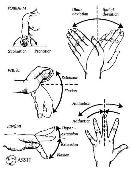 Normal Pronation Wrist