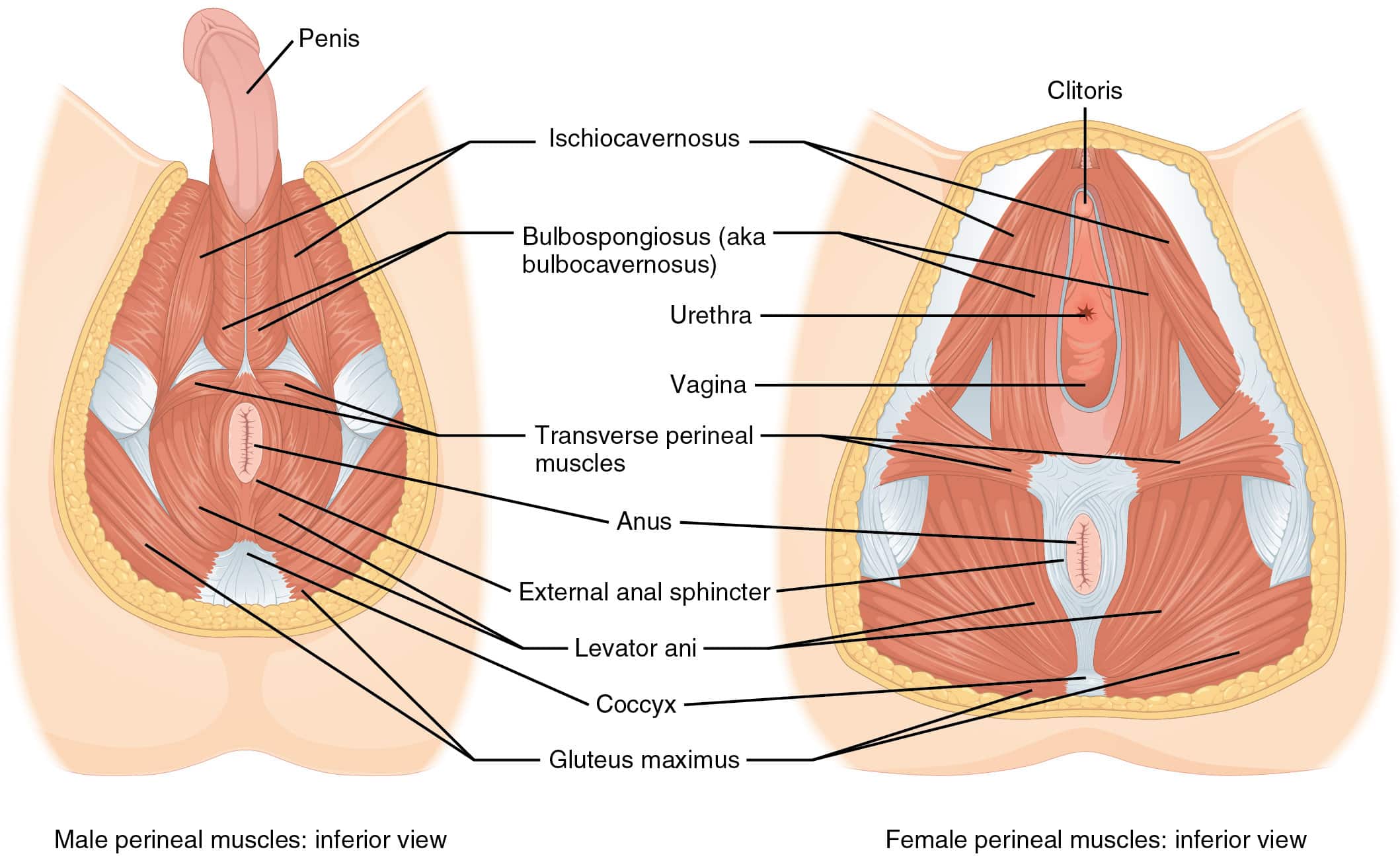 1116 Muscle Of The Perineum